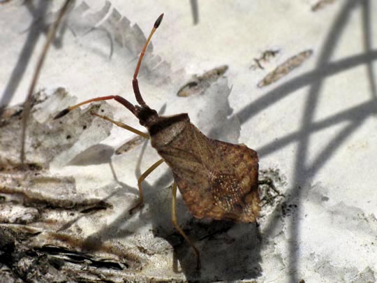 Syromastes rhombeus, Rhombenwanze