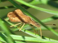 Syromastus rhombeus, Rhombenwanze