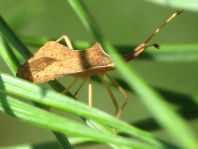 Syromastus rhombeus, Rhombenwanze