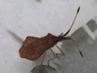 Syromastus rhombeus, Rhombenwanze