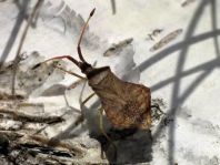 Syromastus rhombeus, Rhombenwanze