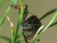 Rhynocoris annulatus, Geringelte Mordwanze
