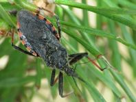 Rhynocoris annulatus, Geringelte Mordwanze