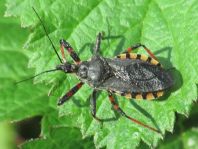 Rhynocoris annulatus, Geringelte Mordwanze