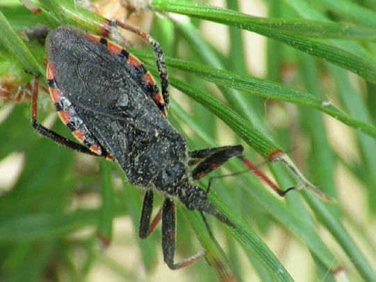 Rhynocoris annulatus, Geringelte Mordwanze