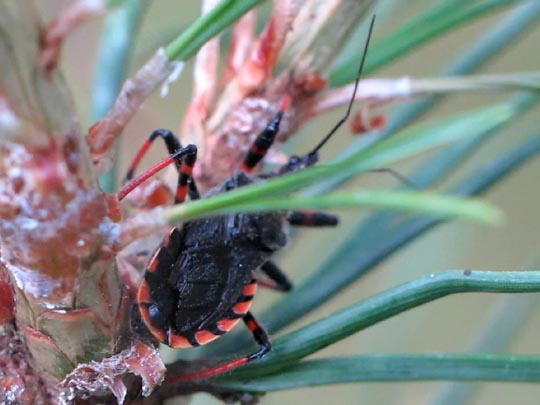 Rhynocoris annulatus, Geringelte Mordwanze