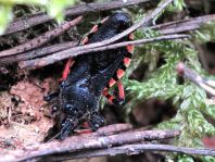 Rhynocoris annulatus, Geringelte Mordwanze