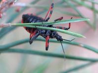 Rhynocoris annulatus, Geringelte Mordwanze