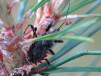 Rhynocoris annulatus, Geringelte Mordwanze