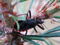 Rhynocoris annulatus, Geringelte Mordwanze