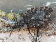 Aradus betulae