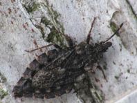 Aradus betulae