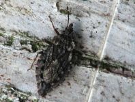 Aradus betulae