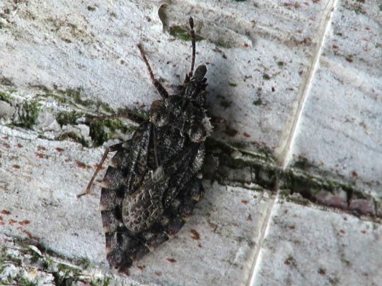 Aradus betulae
