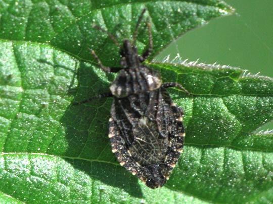 Aradus