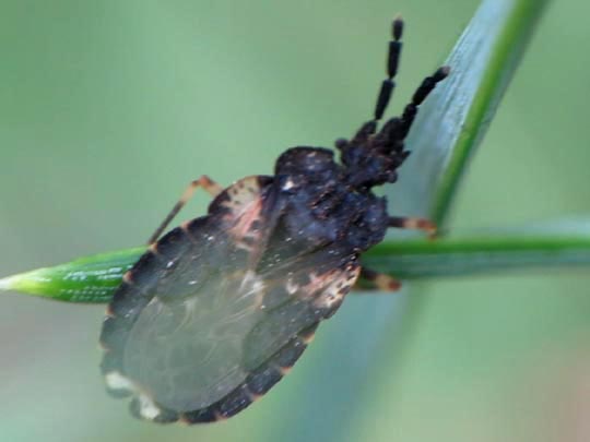 Aradus truncatus
