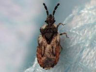 Aradus depressus