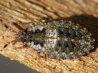 Aradus betulae