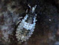 Aradus betulae