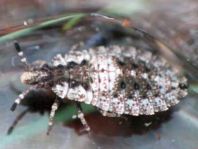 Aradus betulae