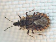 Aradus betulae