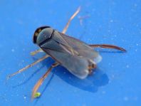 Ruderwanze, Corixidae