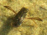 Ruderwanze, Corixidae