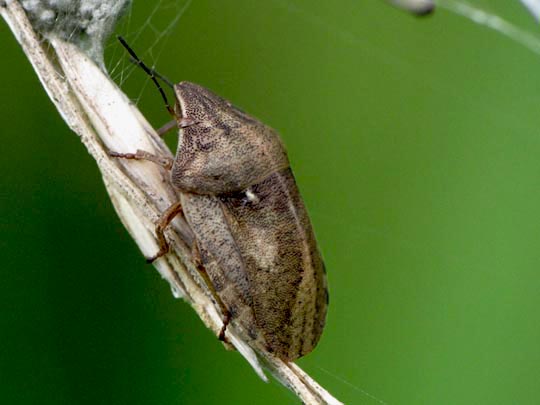 Eurygaster testudinaria, Schildkrötenwanze