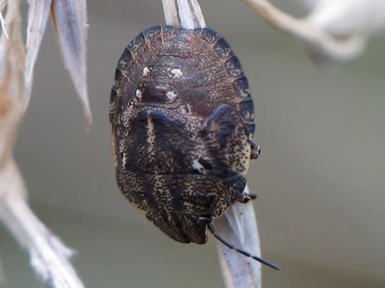 Eurygaster