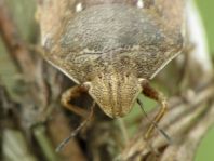 Eurygaster testudinaria, Schildkrötenwanze