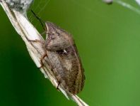Eurygaster testudinaria, Schildkrötenwanze