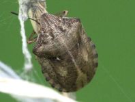 Eurygaster testudinaria, Schildkrötenwanze