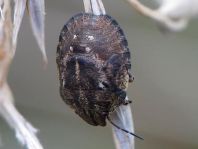 Eurygaster
