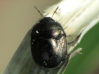 Thyreocoris scarabaeoides