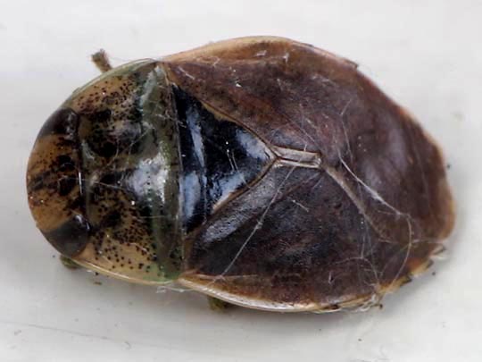 Ilyocoris cimicoides