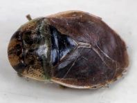 Ilyocoris cimicoides