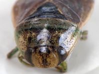 Ilyocoris cimicoides