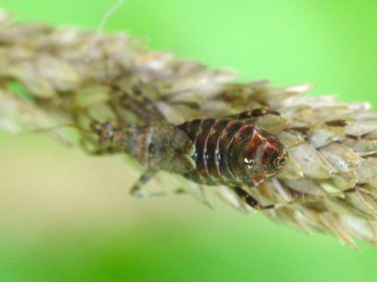Himacerus