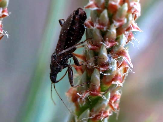 Himacerus