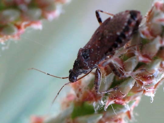 Himacerus
