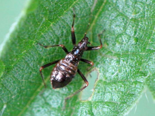 Nabidae