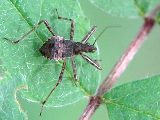Nabidae