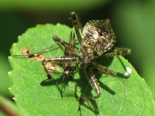 Himacerus