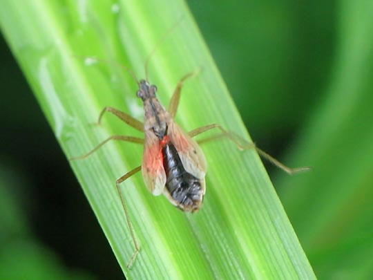 Nabidae