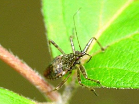 Himacerus apterus