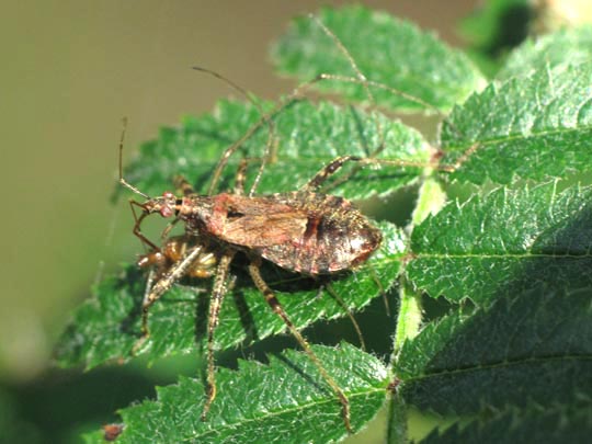 Himacerus
