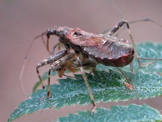 Himacerus