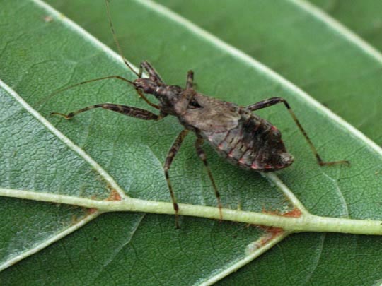 Himacerus