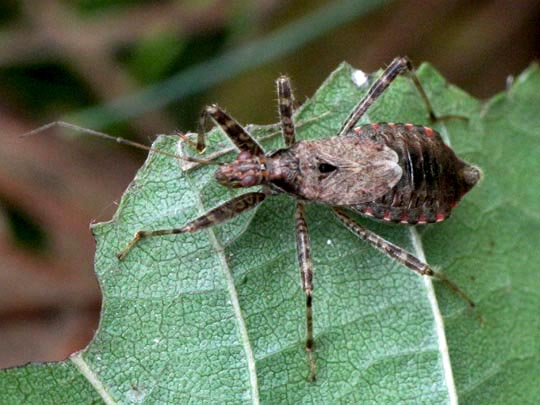 Himacerus