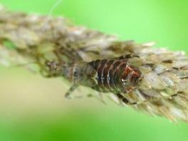Himacerus